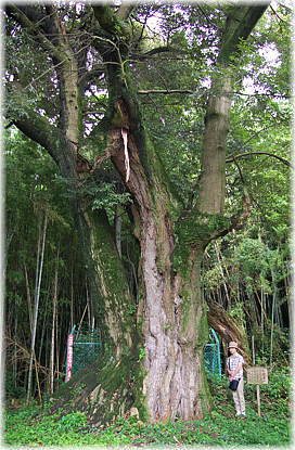 画像:大樹寺のスダジイ(幹と並ぶ)