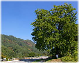 画像:横川の大いちょう(全景)