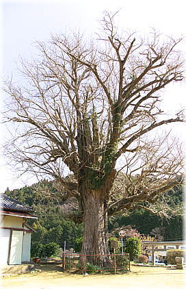 画像:横川諏訪神社のイチョウ