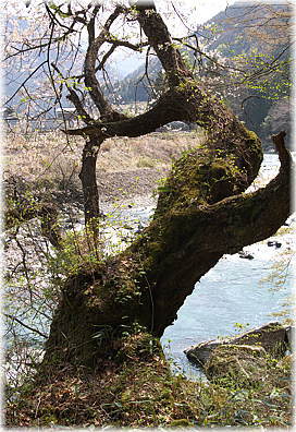 画像:吉原のサクラ_2