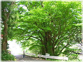 画像:吉槻のカツラ(幹と並ぶ)