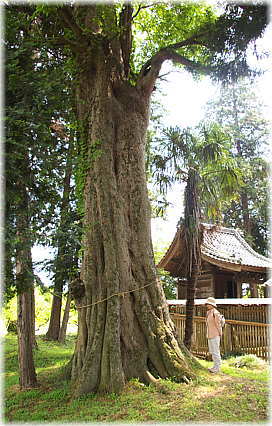 画像:吉生香取神社のエノキ