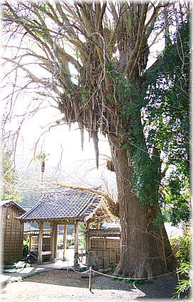 画像:永明寺の公孫樹