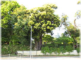 画像:唯信寺のシイ(全景)