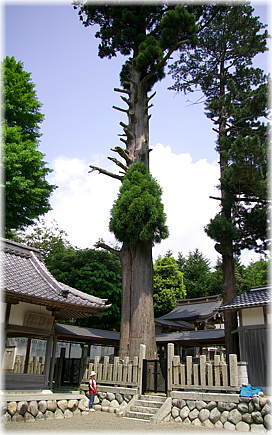画像:杠葉尾春日神社のスギ(幹と並ぶ)