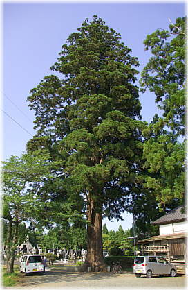 画像:瑞徳寺のスギ(全景)