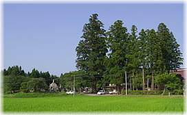 画像:瑞徳寺のスギ(遠景)