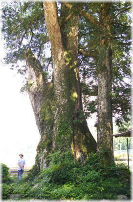 画像:天引八幡神社のムクノキ(幹と並ぶ)