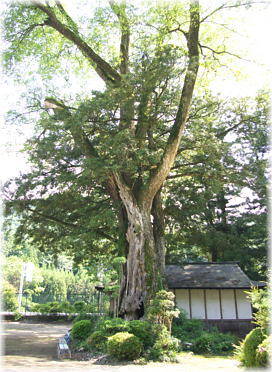 画像:天引八幡神社のムクノキ