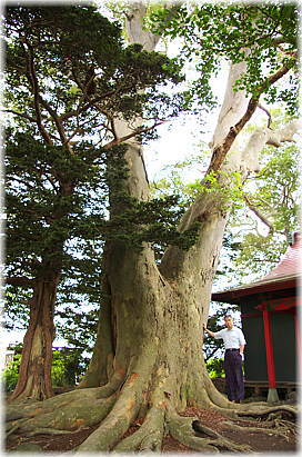 画像:阿弥陀八幡宮のケヤキ(幹と並ぶ)