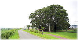 画像:阿弥陀八幡宮のケヤキ(遠景)