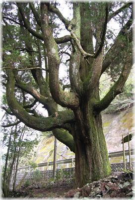 画像:青山の大杉_2