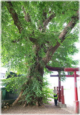 画像:愛宕神社のハルニレ(幹と並ぶ)