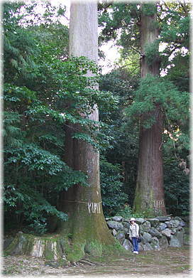 画像:阿射加神社のスギ(幹と並ぶ)