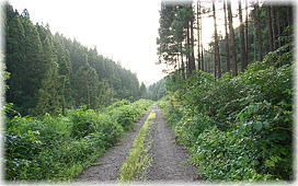 画像:諏訪山林道