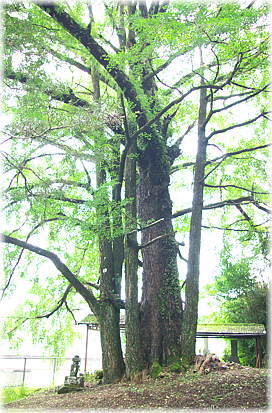 画像:竹林寺跡の銀杏