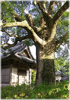 画像:朝田寺のクスノキ