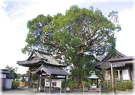 画像:朝田寺のクスノキ(全景)