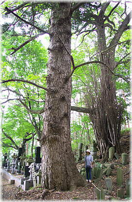画像:長命寺跡のもみ(幹と並ぶ)