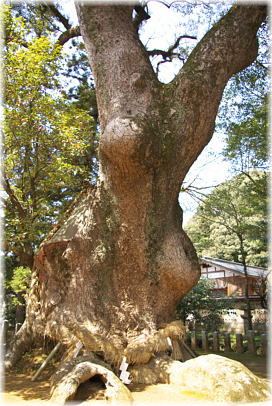 画像:大分八幡の大樟_2