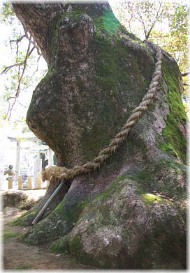 画像:大分八幡の大樟_3