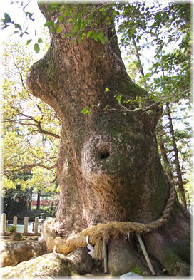 画像:大分八幡の大樟_1