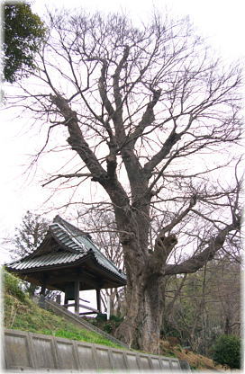 画像:大円寺のムクノキ(全景)