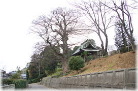 画像:大円寺のムクノキ(遠景)