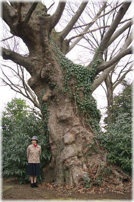 画像:大日塚大けやき(幹と並ぶ)