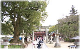 画像:天神の森のクスノキ(正面は楼門)