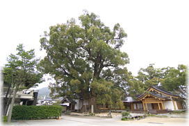 画像:太宰府天満宮の大楠(全景)