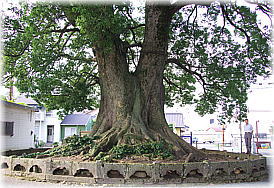 画像：鈍土羅の樟（幹と並ぶ）