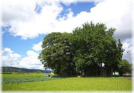画像:道城鹿島神社のイチョウ(遠景)