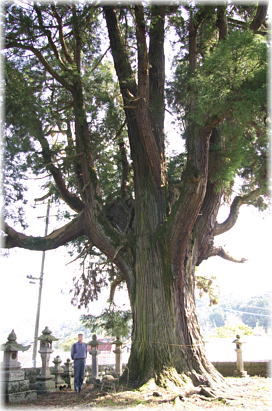 画像：藤群神社の二本杉（幹と並ぶ）