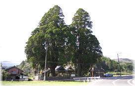 画像：藤群神社の二本杉（全景）