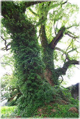 画像:藤崎台のクスノキ(3)