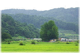 画像:袋のイチョウ(遠景)