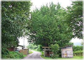 画像:源常林の銀杏(全景)