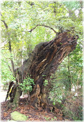 画像:五所明神社のスダジイ