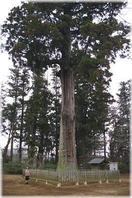画像：弘経寺の来迎杉（幹と並ぶ）