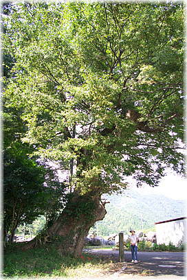 画像:波久奴神社のケヤキ(幹と並ぶ)