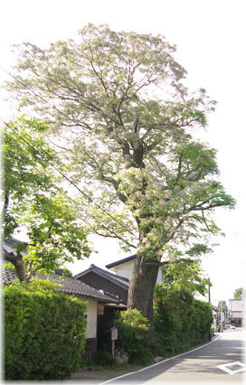 画像:原田邸のセンダン(全景)