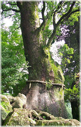 画像:鹿児島神宮のクスノキ(御神木)