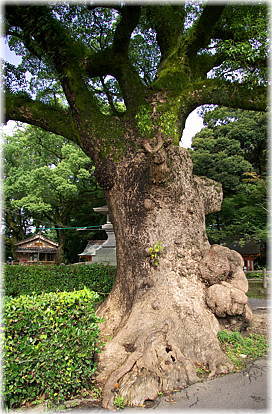 画像:鹿児島神宮のクスノキ(石段右手前のクス)