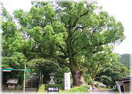画像:鹿児島神宮のクスノキ(石段右手前のクス、全景)