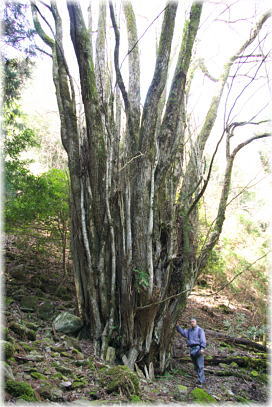 画像：檜原山の千本カツラ（幹と並ぶ）