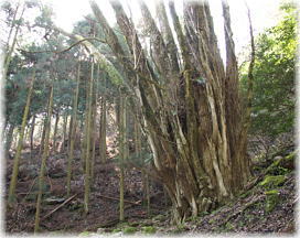 画像：檜原山の千本カツラ