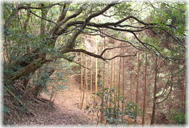 画像:檜原山の千本カツラへの山道