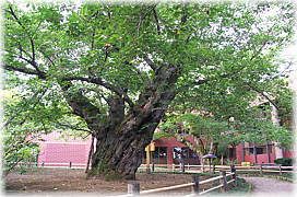 画像：弘前公園のソメイヨシノ（最大木）_1
