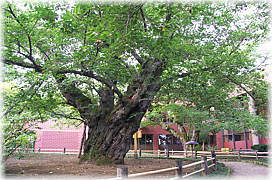 画像:弘前公園のソメイヨシノ(最大木)_1